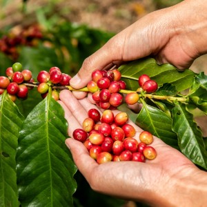 Custom Coffee Blends
