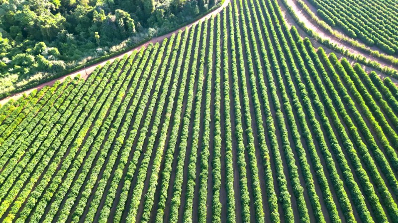 Driving Coffee Production in APAC